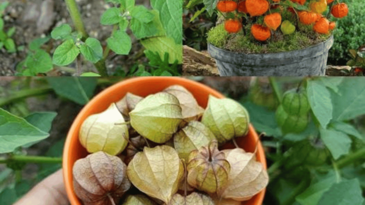 Exploring the Advantages of Canapum (Physalis) A Natural Gem